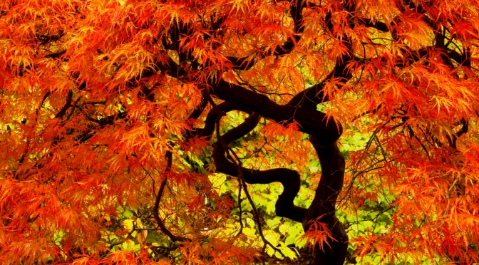 Koto Jazz- Under a red orange Japanese maple tree, University of Washington Arboretum, Seattle.